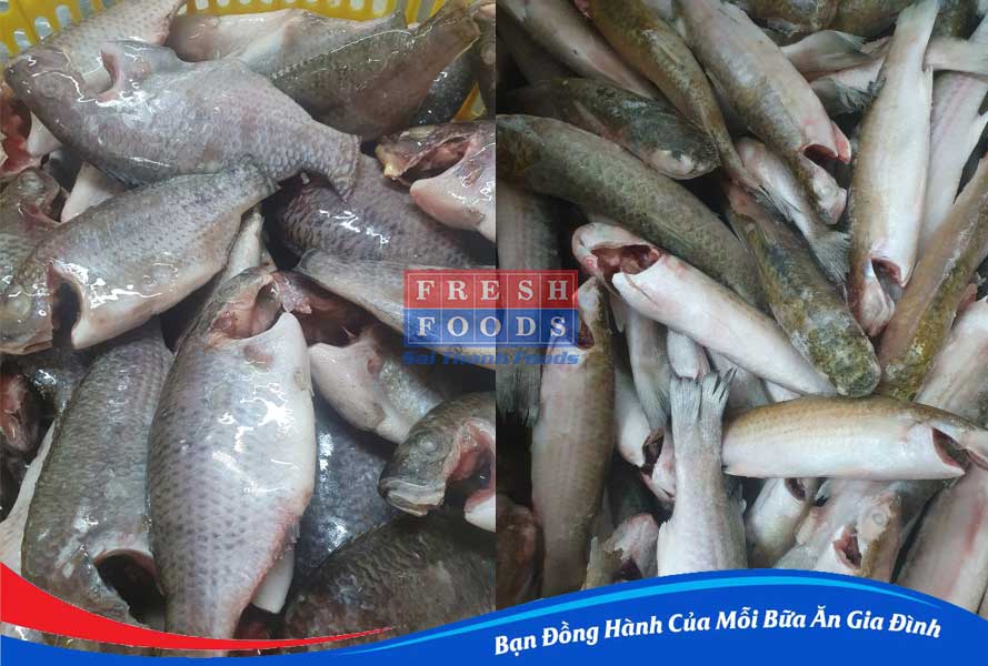 phân phối hải sản giá sỉ lẻ toàn quốc