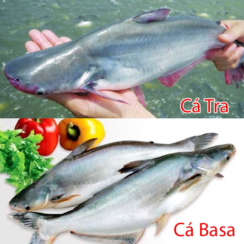 phân biệt cá tra và cá basa dựa vào đầu cá